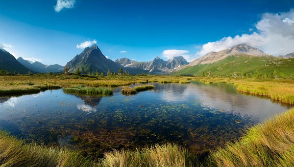 Quels sont les meilleurs spots pour observer les manchots royaux en Géorgie du Sud ?